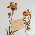 Un bel campione di Iris cengialti appartenente all’erbario Gelmi